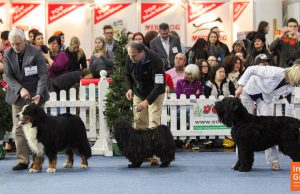 Hundeausstellung Graz Rassehunde