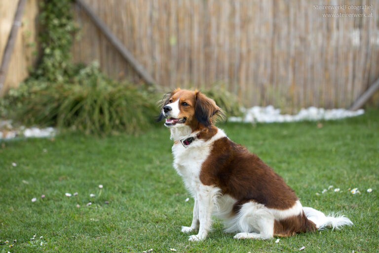 Der ideale Garten für Hunde &amp; Katzen Tierecke » INSIDE