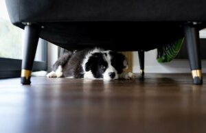 Hund versteckt sich zu Silvester