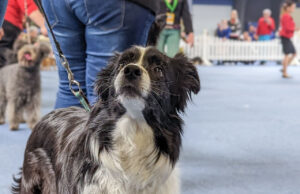 Hundeausstellung Border Collie