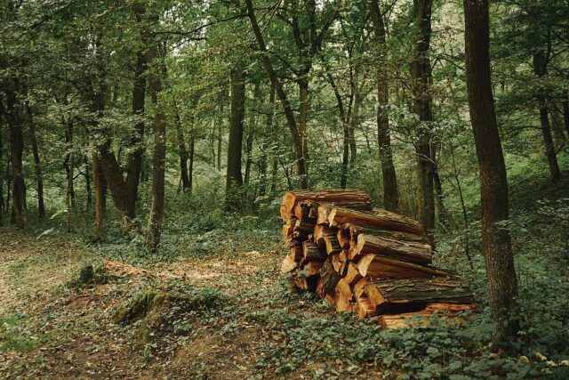 Holz im Wald