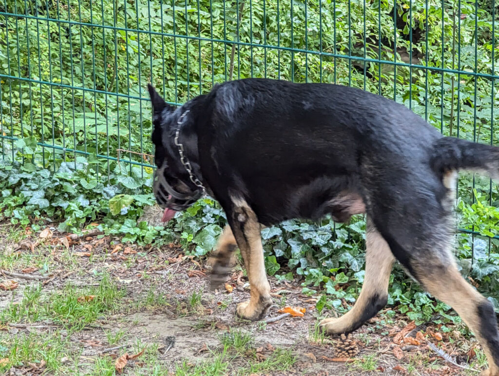 Drogenspürhund im Einsatz